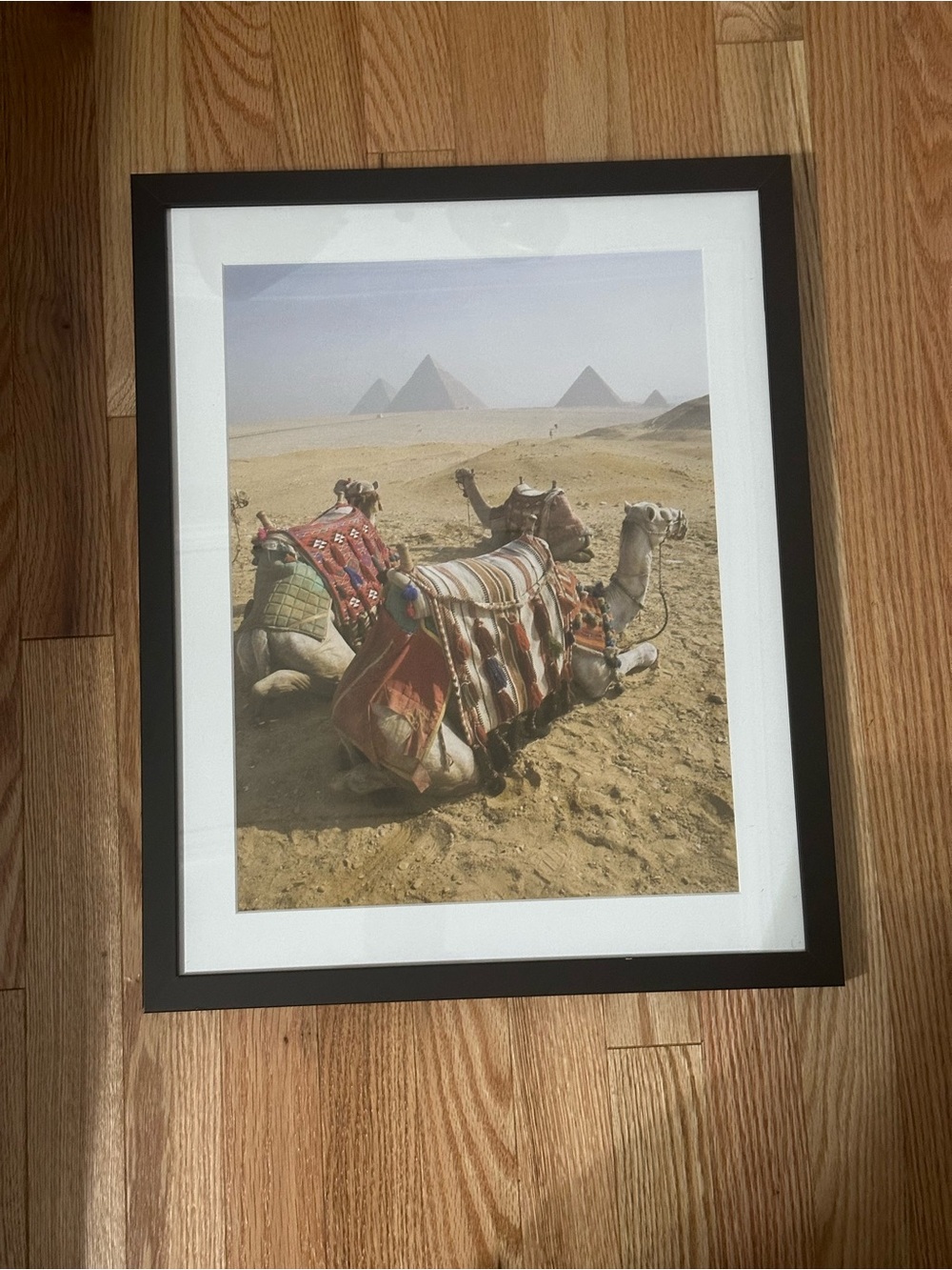 Framed Camel Desert Art Print - Black Frame, Multicolor Image 20x16 inches